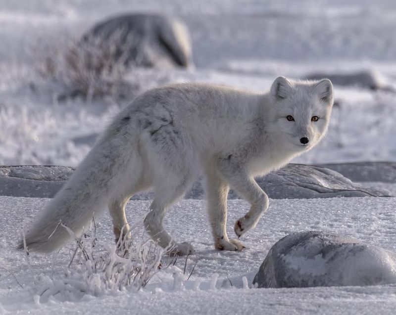 Natural Scavengers