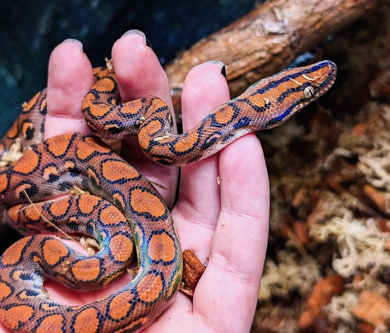 Brazilian Rainbow Boa