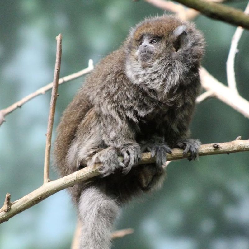 Long-tailed Titi Monkey