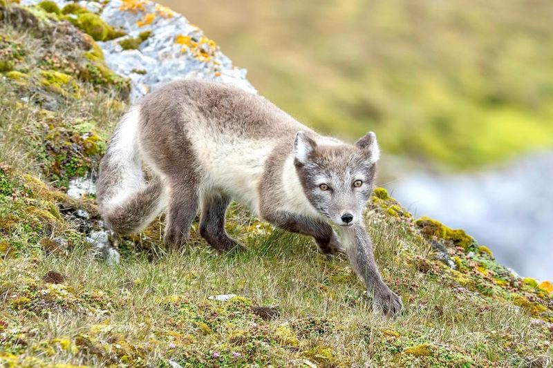 Arctic Fox And Climate Change