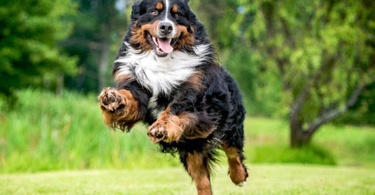 Looking For A Great Family Dog? Check Out The Bernese Mountain Dog!