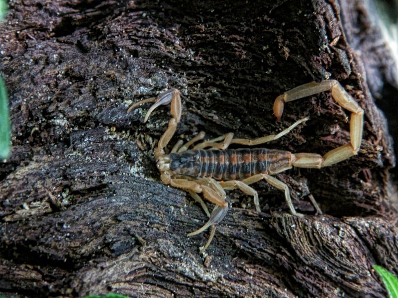 Louisiana