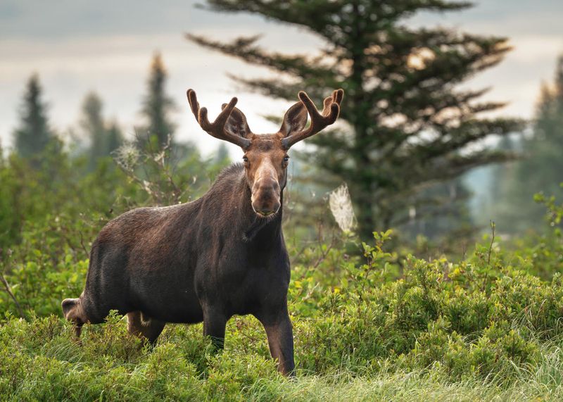 Maine - Moose