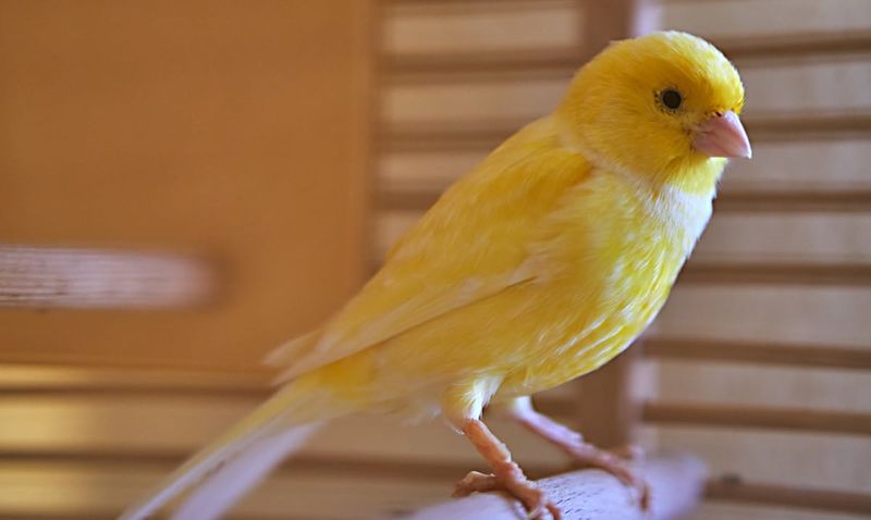 Canary