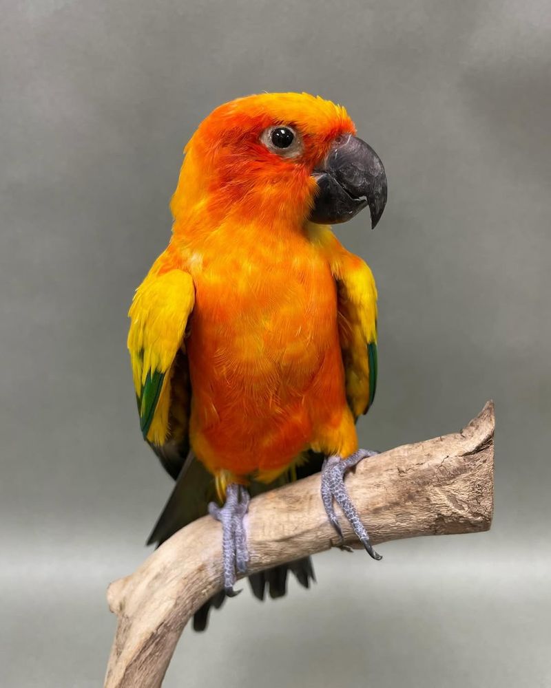 Sun Conure