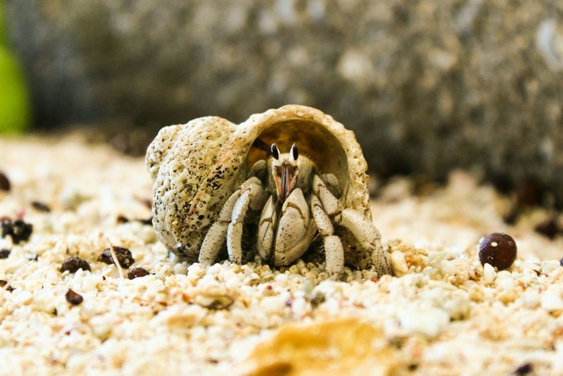 Hermit Crab