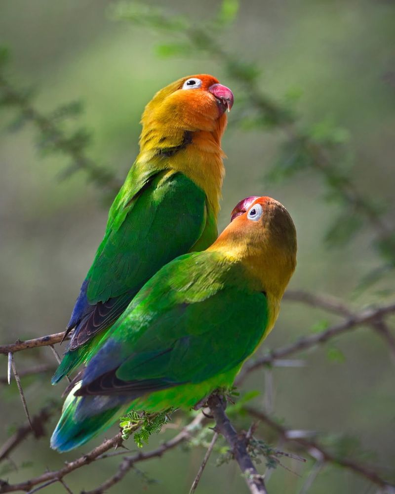 Lovebirds