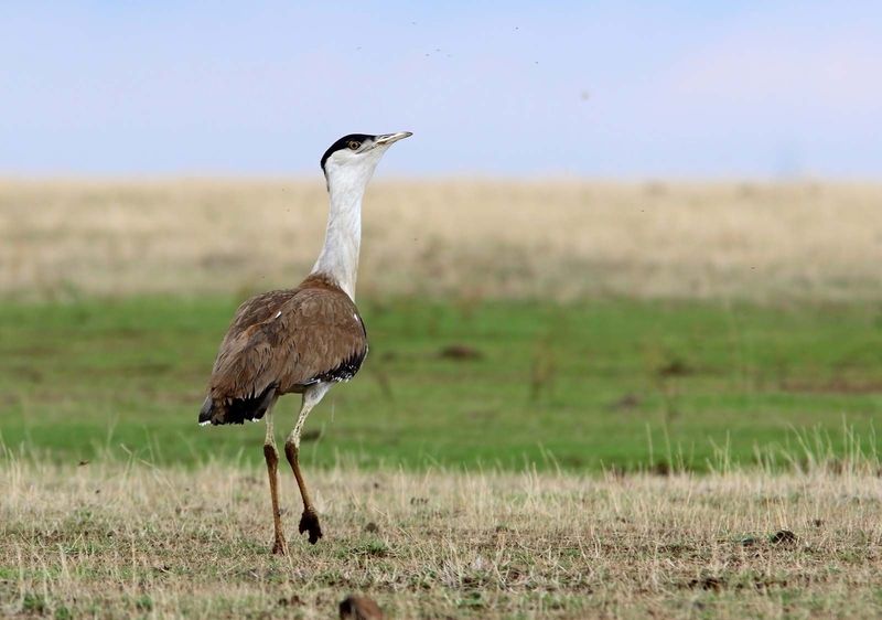 Unique Mating Behavior