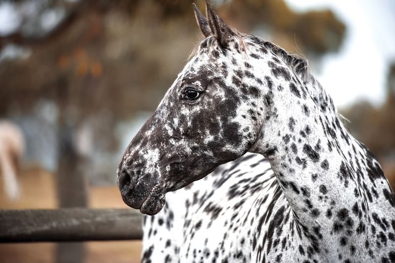 Appaloosa