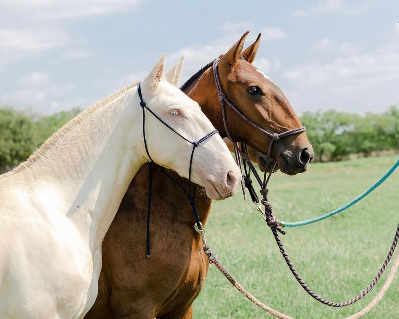 Lusitano ($8,000 – $100,000)