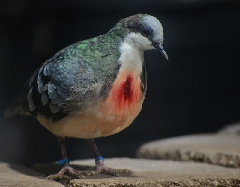 Luzon Bleeding-Heart