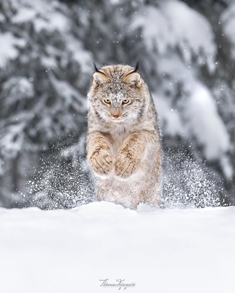 Lynx