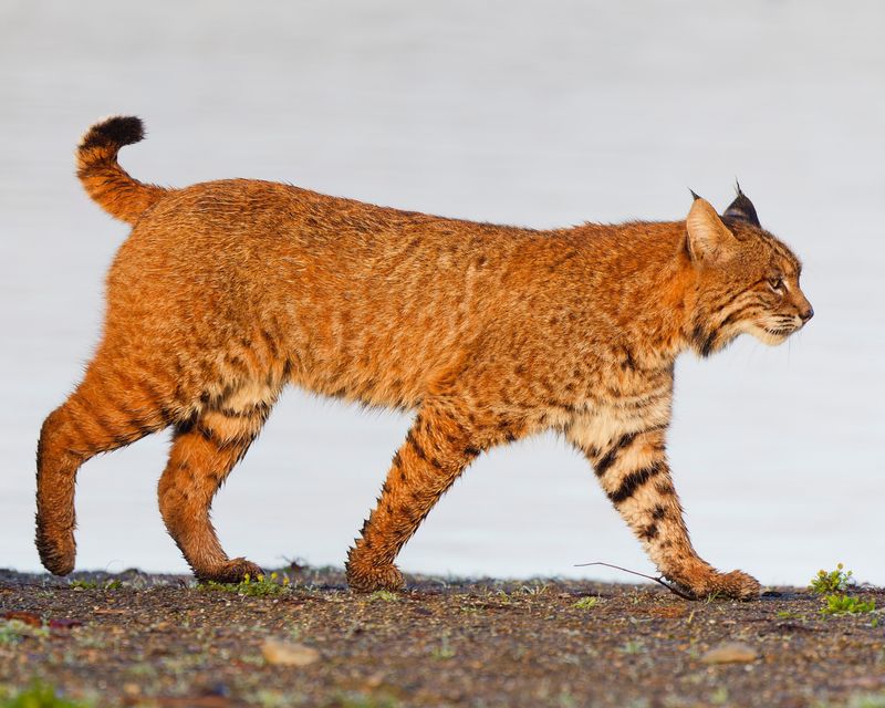17 Adorable Animals With Fluffy Bushy Tails That Will Melt Your Heart