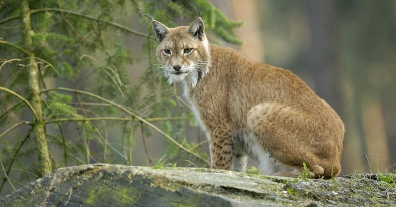 Eurasian Lynx