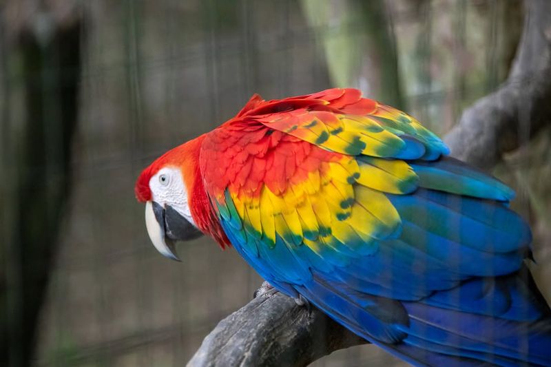Macaw
