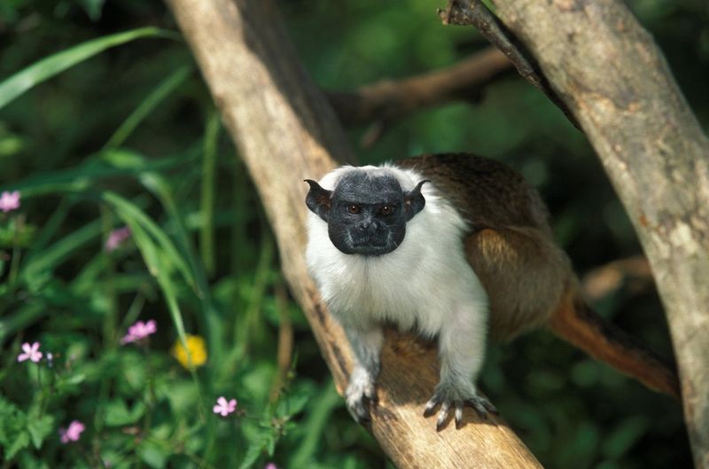 Pied Tamarin