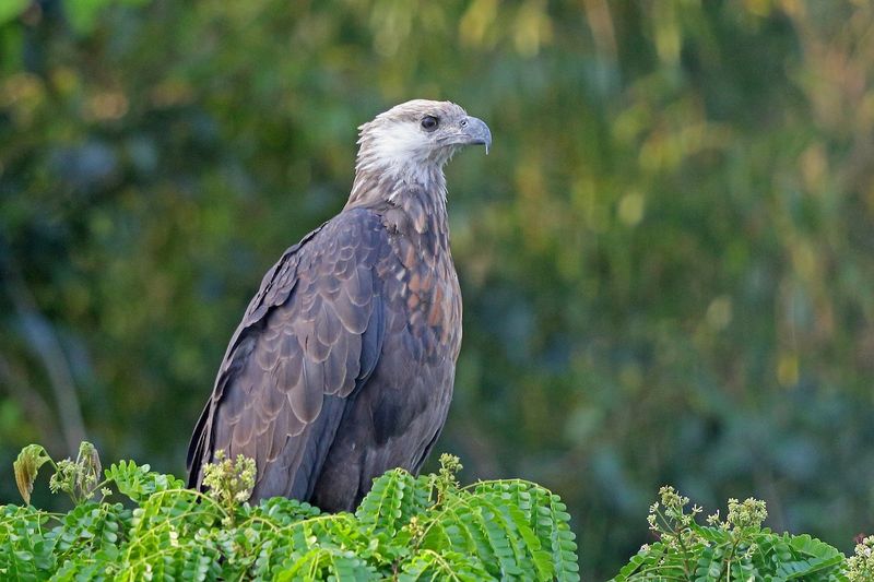 Madagascar Fish Eagle