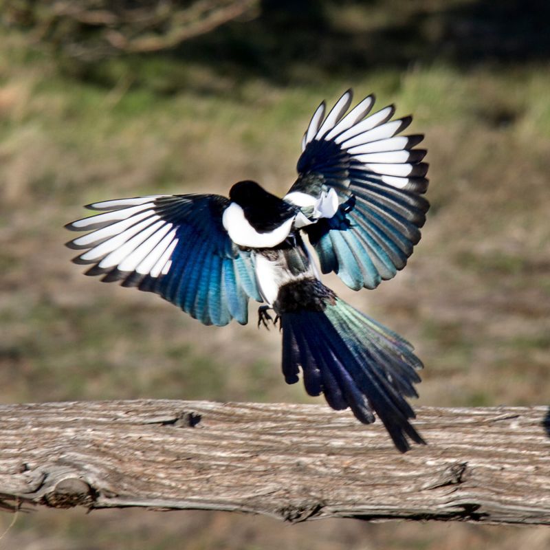 Magpies