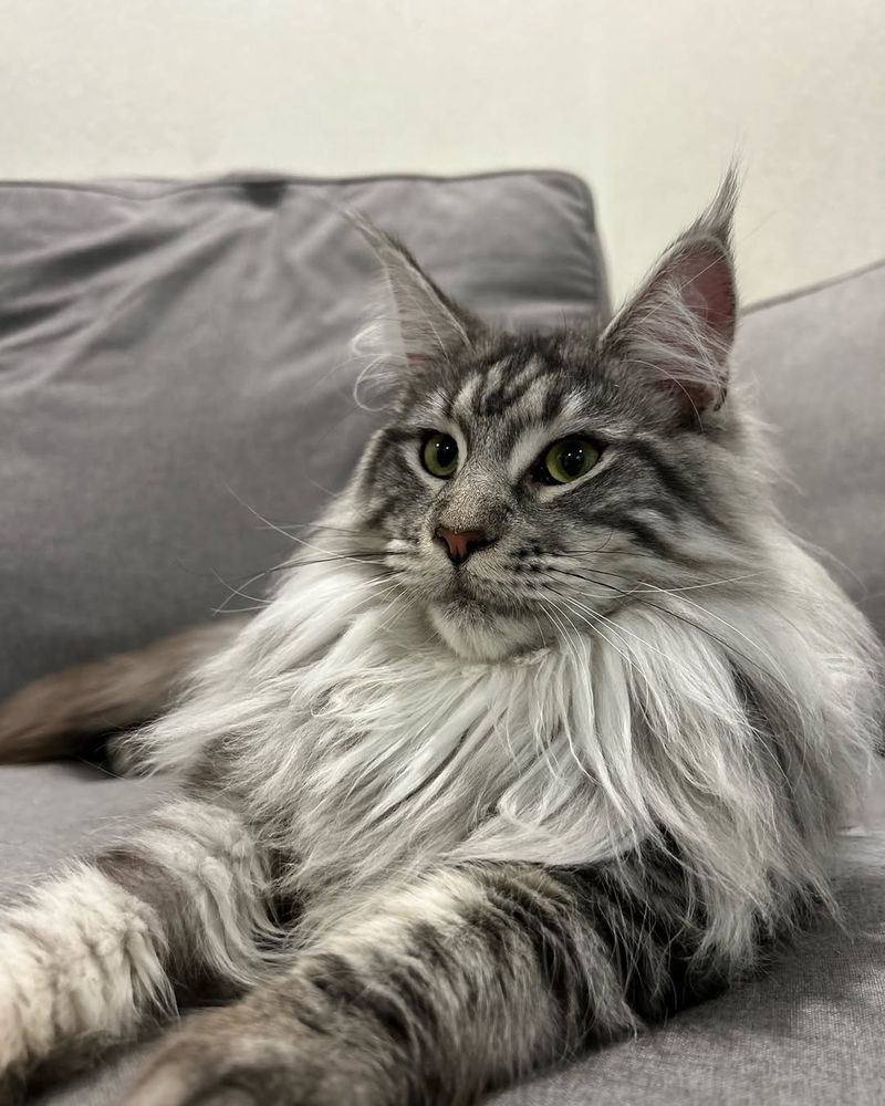Maine Coon