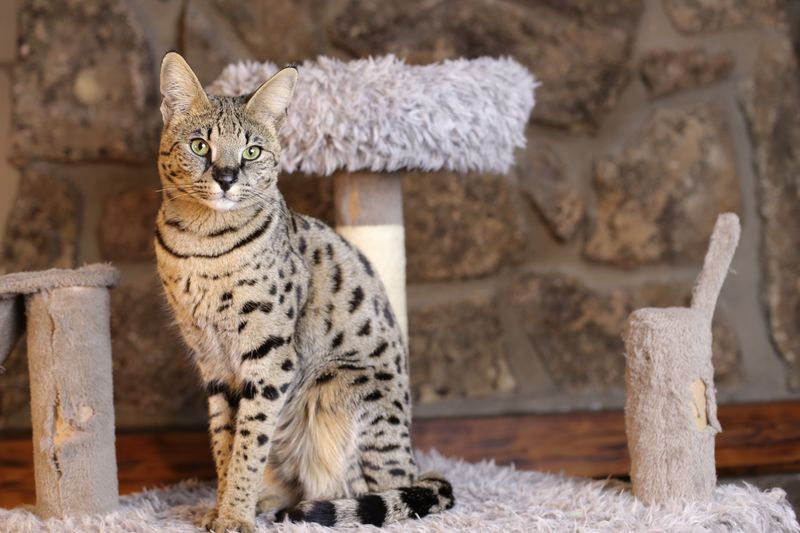 Savannah Cat