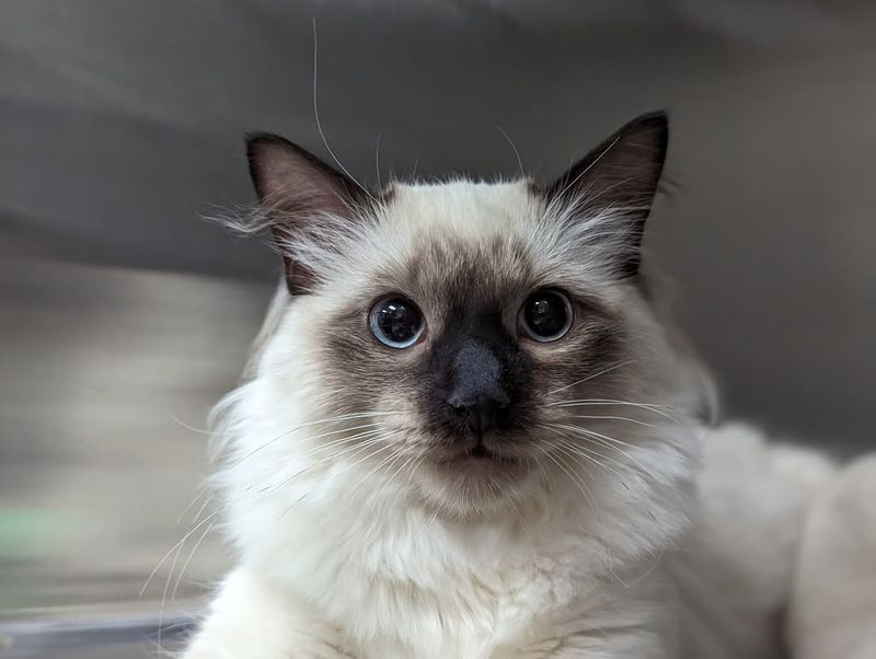 Siamese