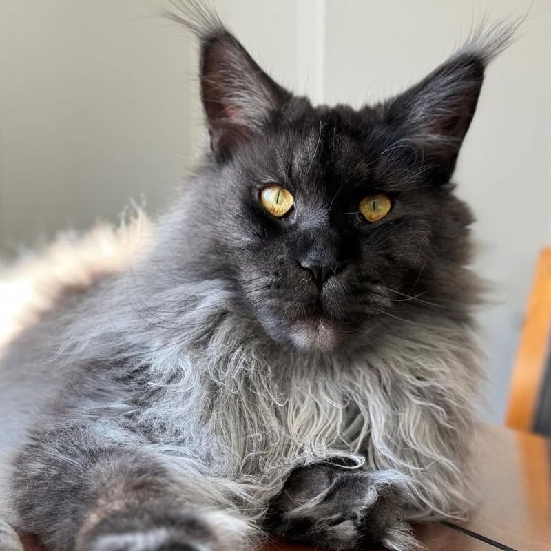 Maine Coon Like The Ultimate King Of Cats
