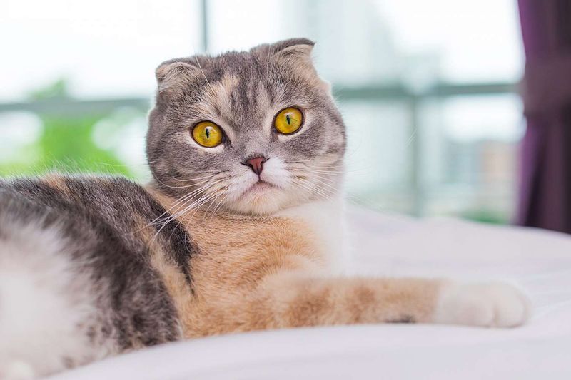 Scottish Fold