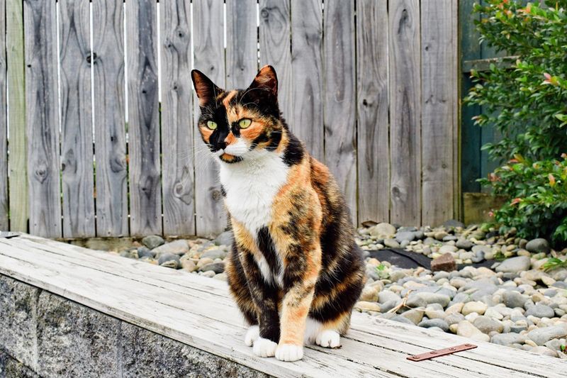 Maryland - Calico Cat