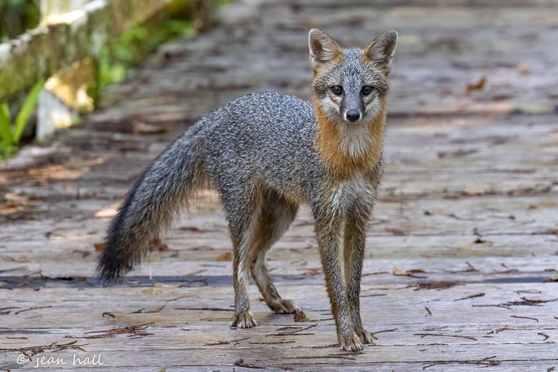 Virginia - Gray Fox