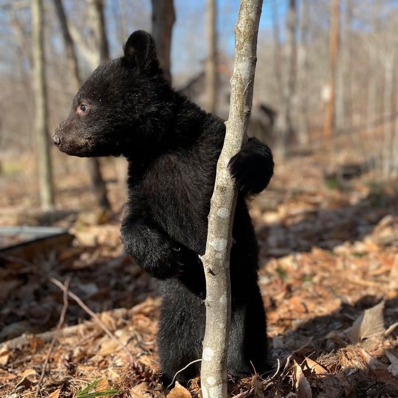 Maine