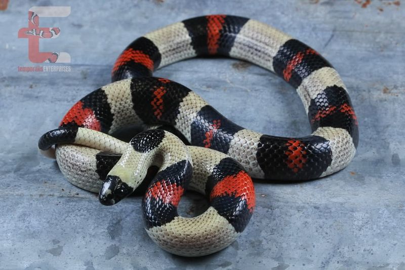 Mexican Milk Snake