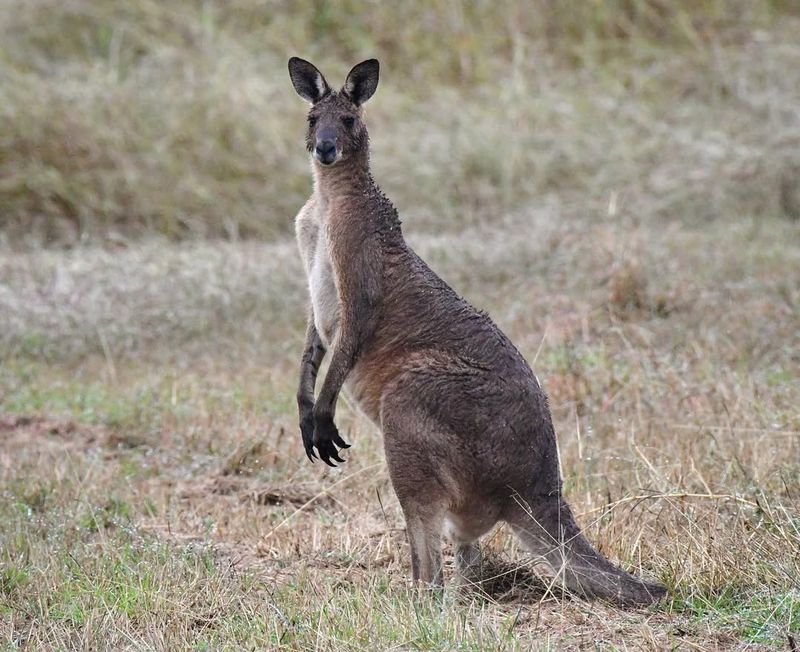 Eastern Gray Kangaroo