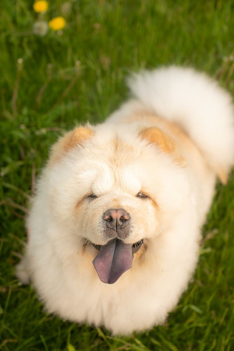 Chow Chow