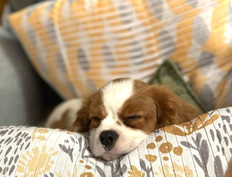 Cavalier King Charles Spaniel