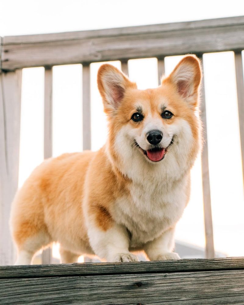 Corgi