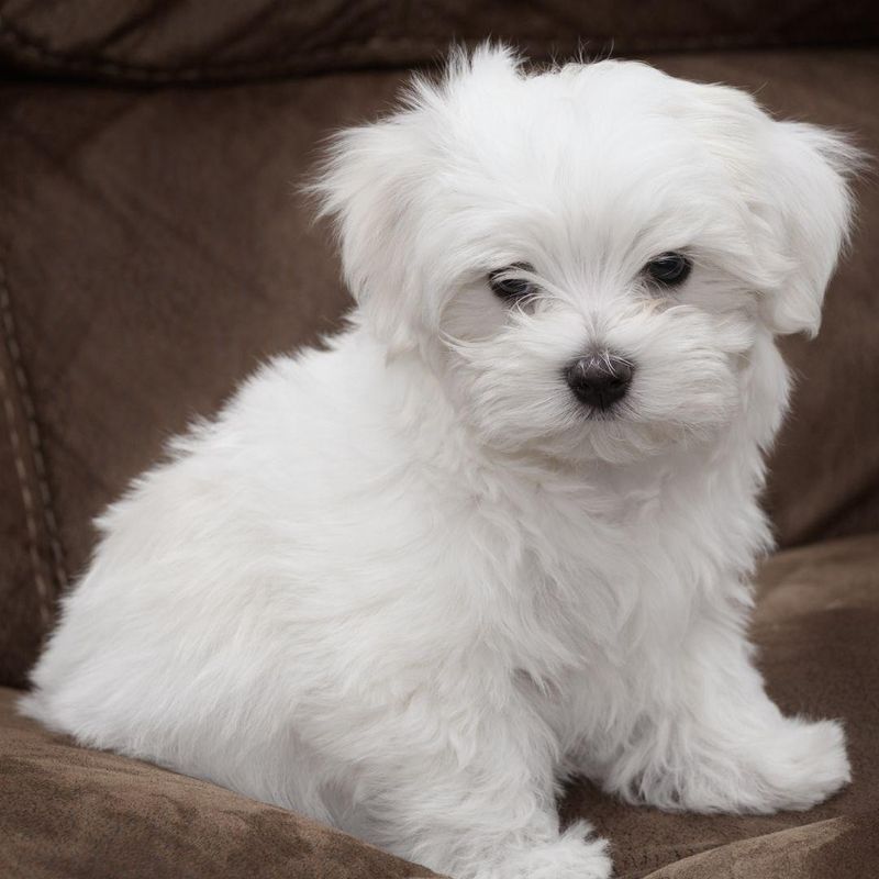 Maltese