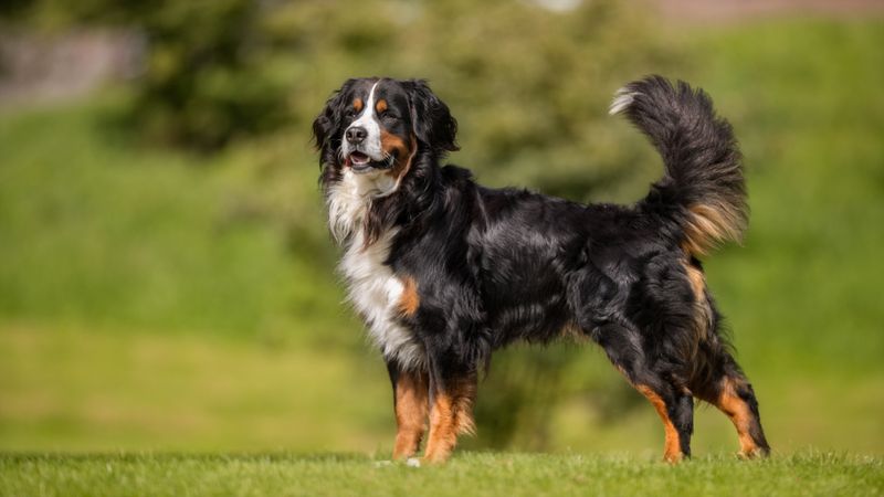 Bernese Mountain Dog