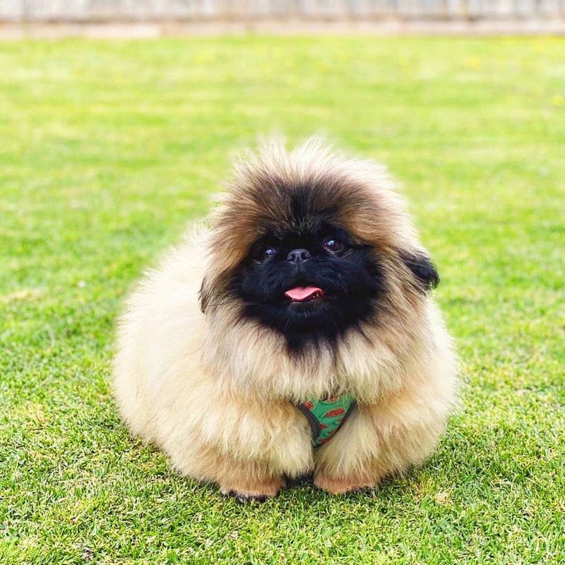 Pekingese