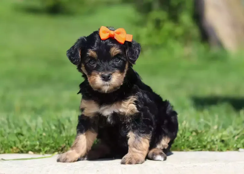 Yorkipoo