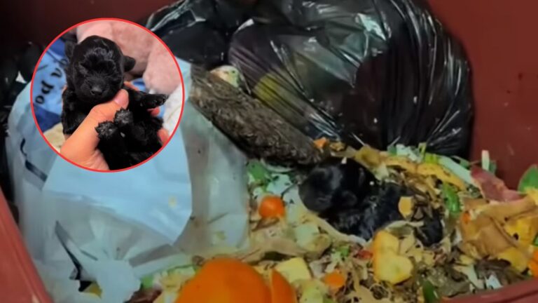 garbage