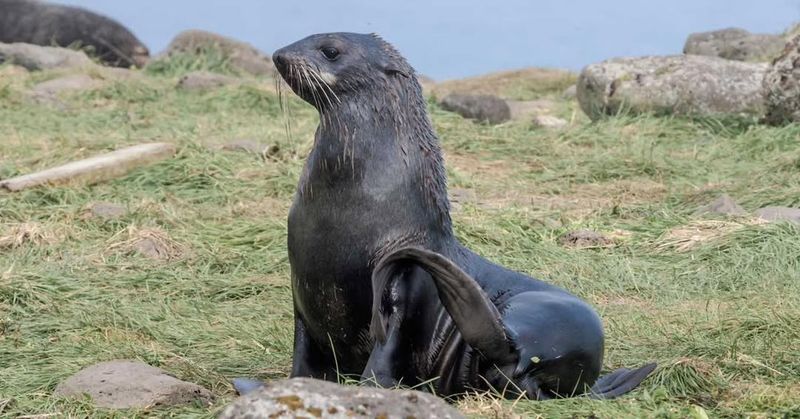 Northern Fur Seal