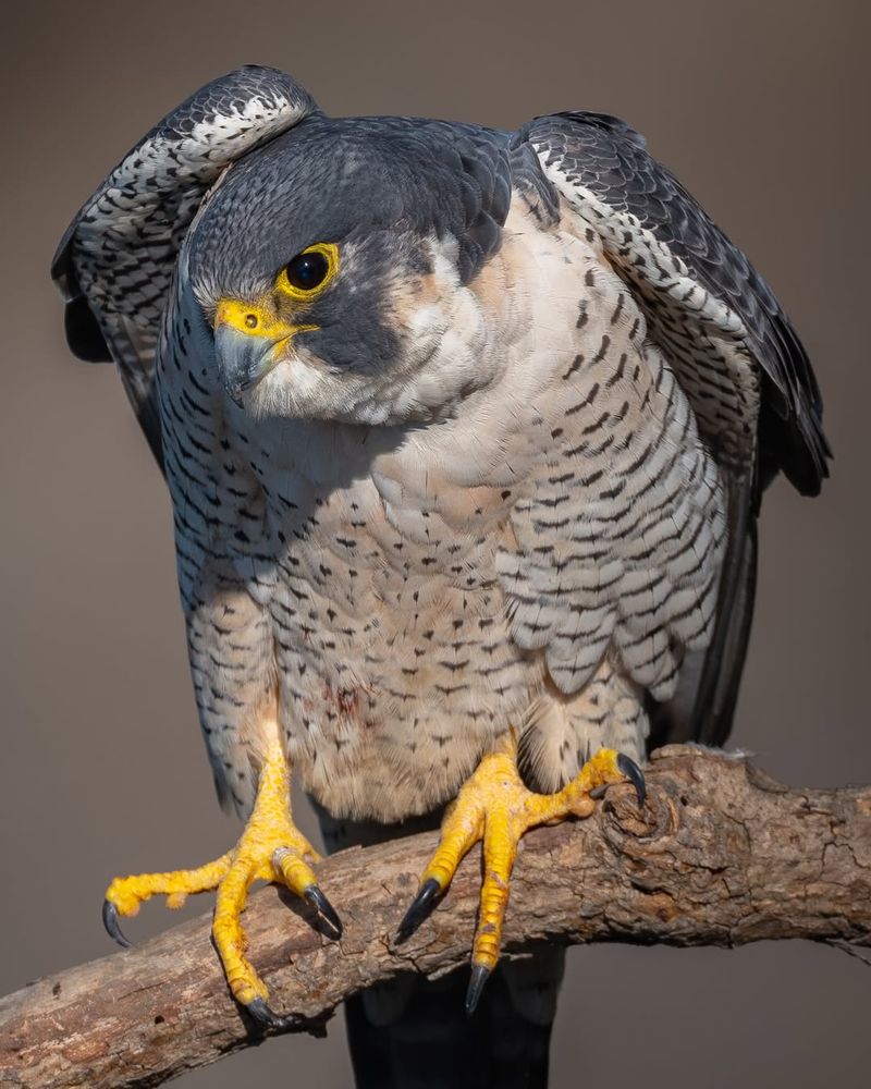 Peregrine Falcon