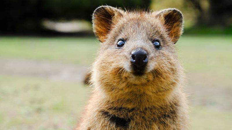 Quokka