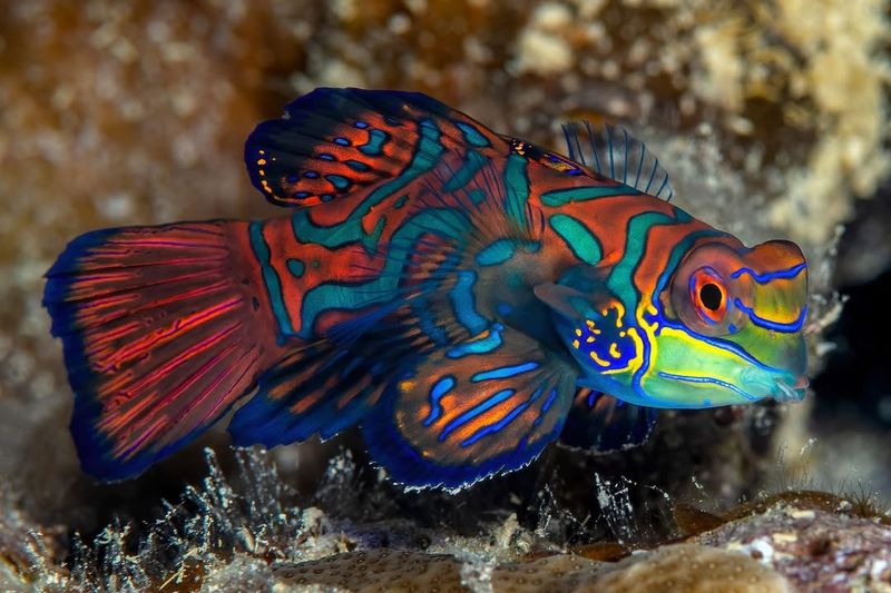 Mandarin Fish