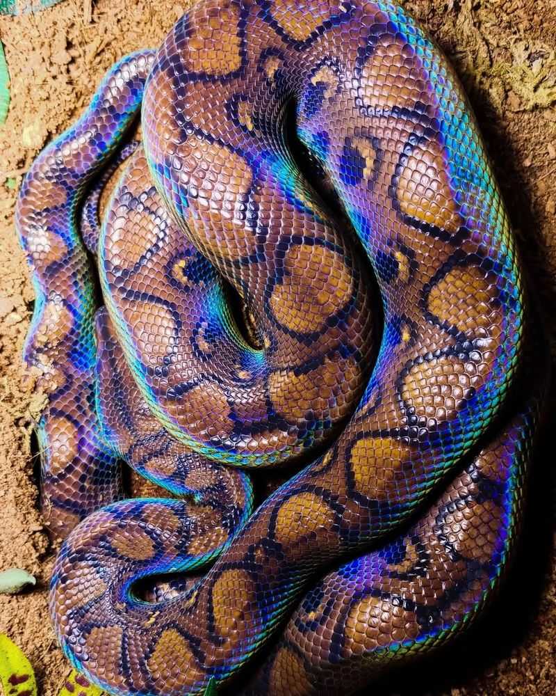 Rainbow Boa