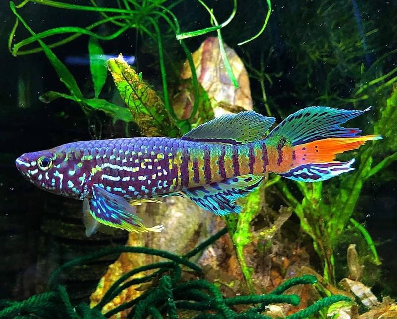 Blue Gularis Killifish