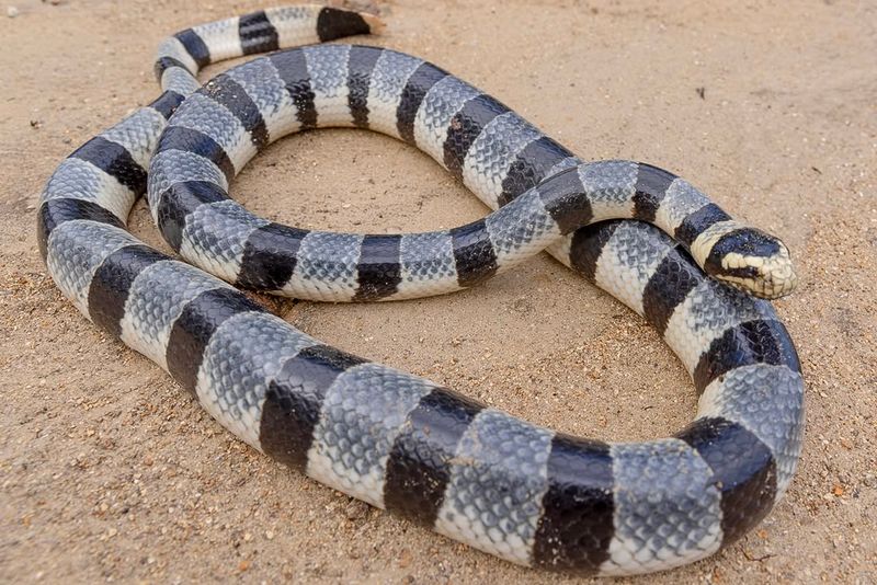 Banded Sea Krait