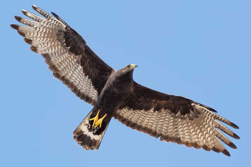 Manner Of Flight