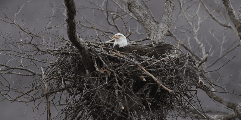 Mansion Nests