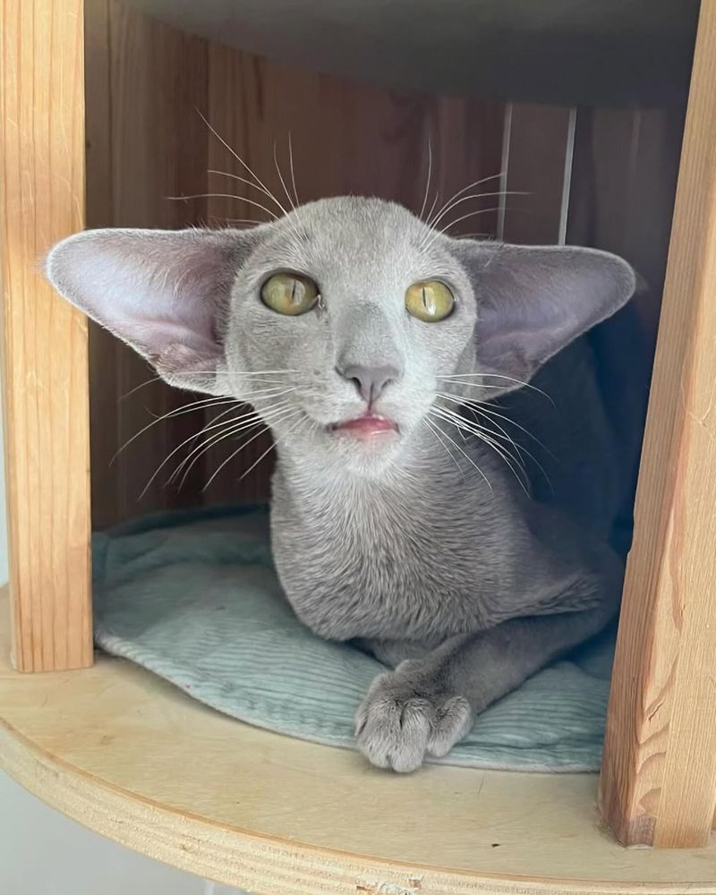 Oriental Shorthair